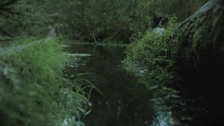 Calm lake in a dense green forest