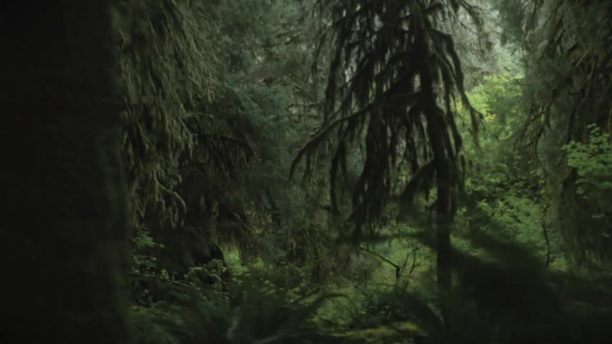 Dense forest with mosscovered trees and abundant vegetation on the ground