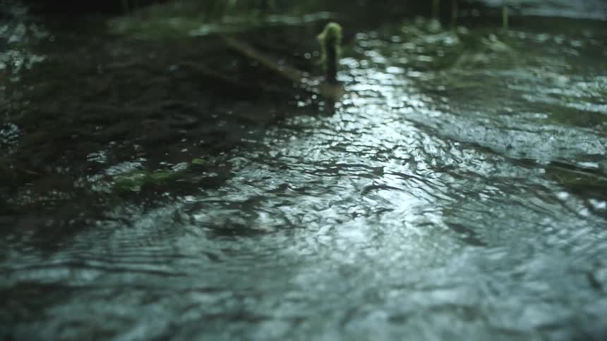 A flowing stream with small cascading waterfalls amidst lush greenery and fallen logs