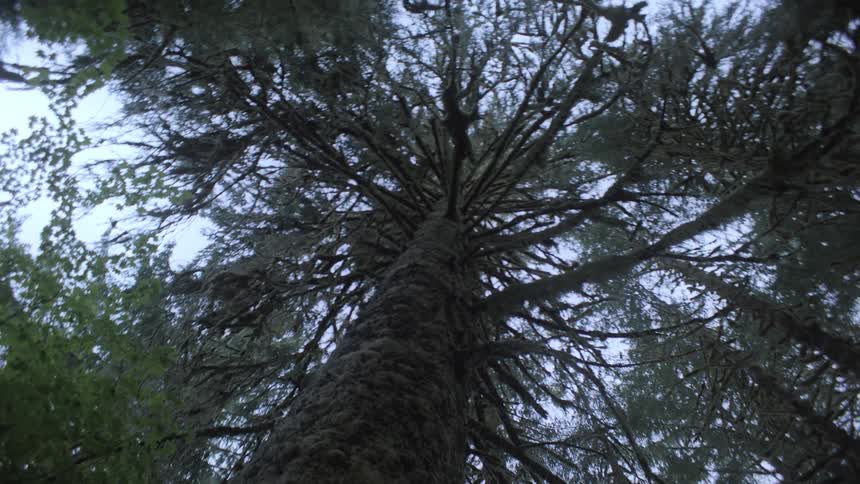 A tall textured tree trunk with sprawling branches covered in moss or lichen reaching toward a pale sky