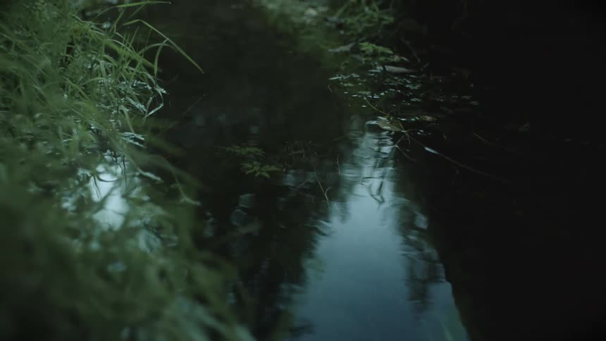 A close up clip of a river bank