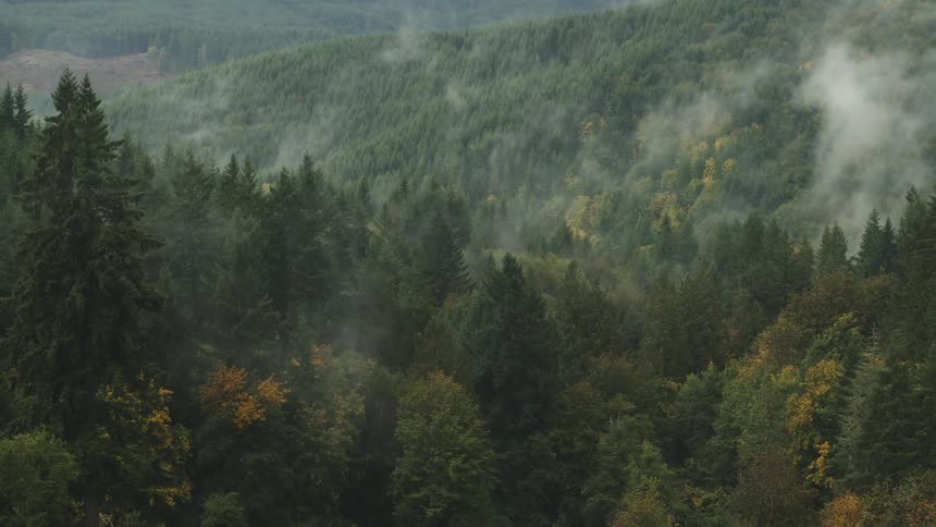 An aerial clip of a woodland during autumn