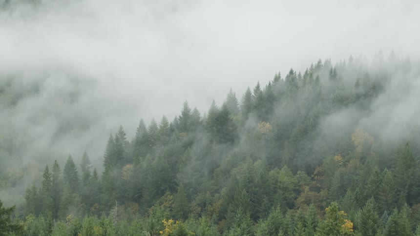 Moving up a hillside reveals a fogshrouded forest valley with hints of autumn color