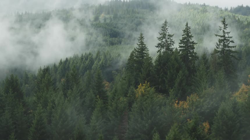 Dense coniferous forest is partially covered by white mist that spreads between the trees