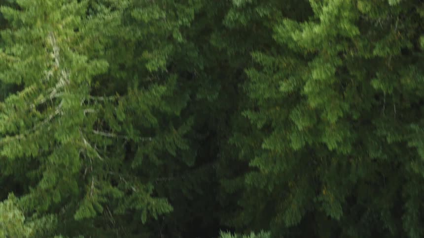 A dense forest canopy with various shades of green from the foliage of numerous coniferous trees