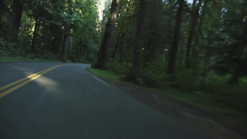 A straight road leads through a dense forest with tall trees lining both sides