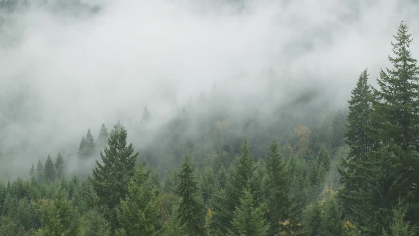 Coniferous forest is covered in thick fog that spreads between the trees