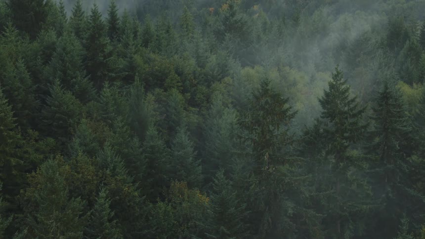 An aerial clip of a woodland