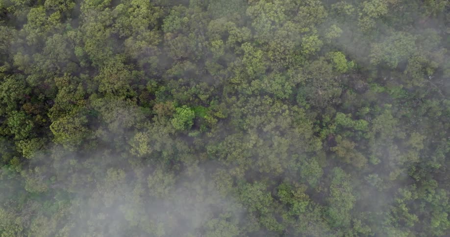 Aerial view of a dense forest with fog