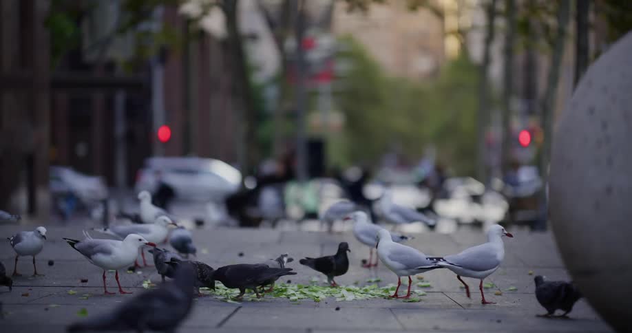 A clip of birds feeding on the road side
