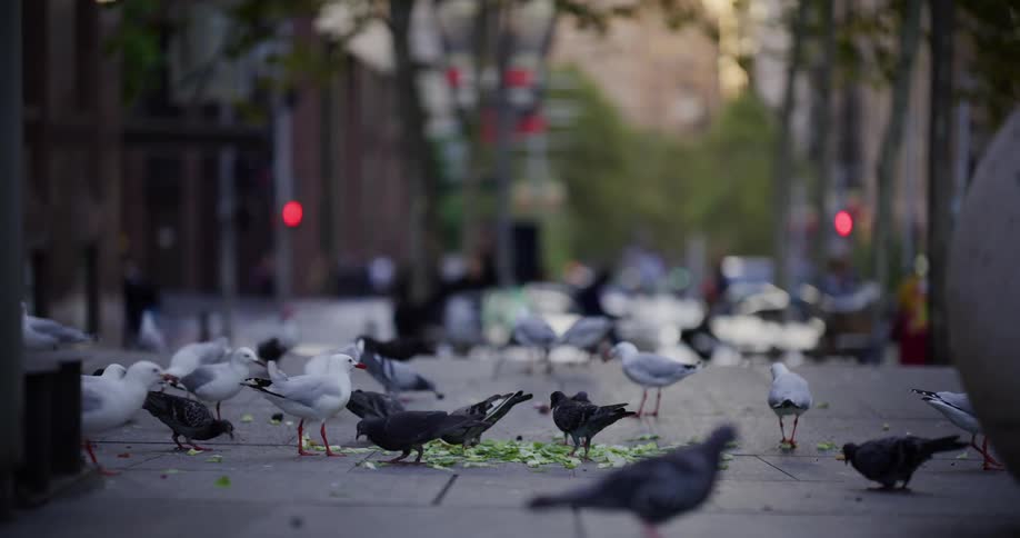 Group of seagulls and pigeons feed on food scraps scattered on the ground of a busy sidewalk in the city