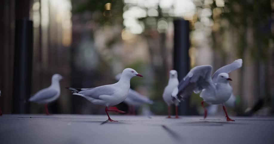Several seagulls stand on a paved surface with a blurred city background