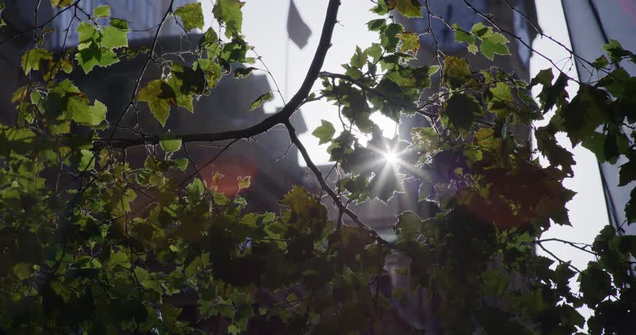 Sunlight glints through the green and yellow leaves of a tree branch with a blurred building visible in the background