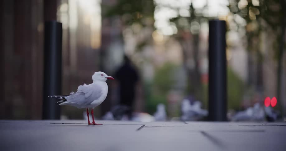 Redlegged gull stands on the sidewalk with other birds and the blurred silhouette of a person in the background