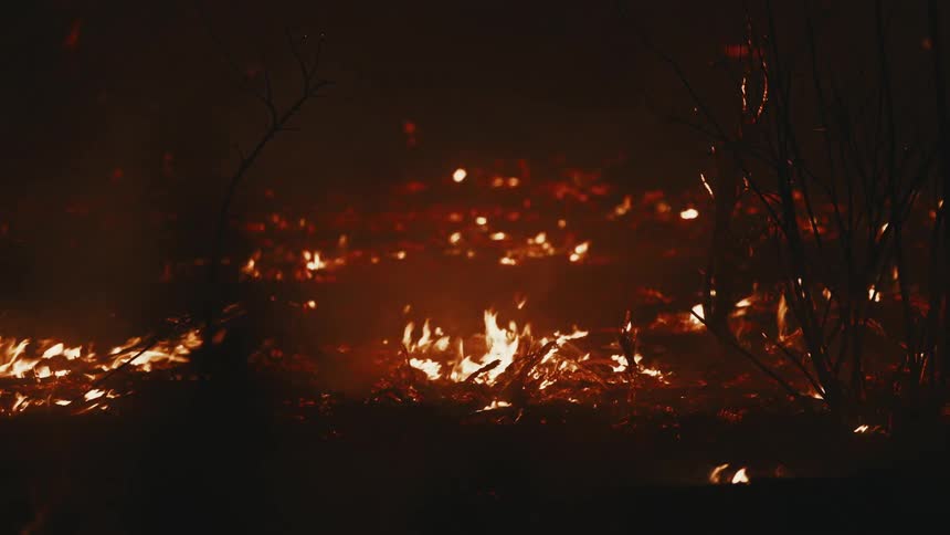 Forest floor on fire at night
