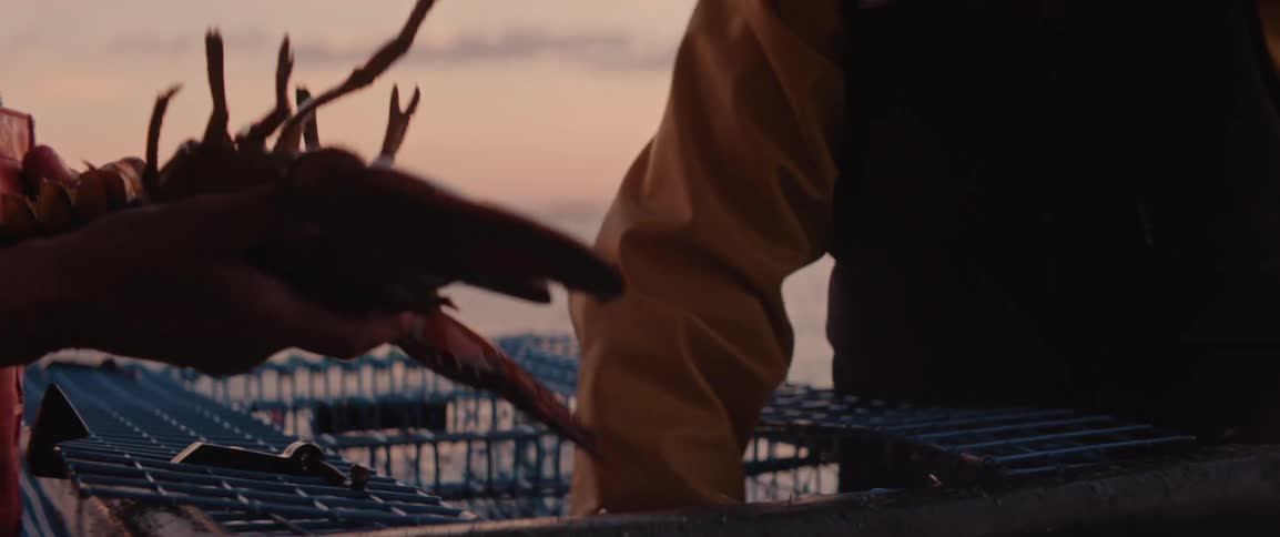 Fishermen pulling out lobsters from traps