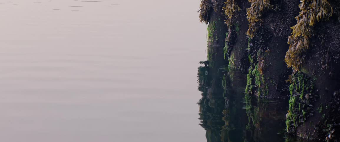 Water ripples against a seaweed-covered wharf