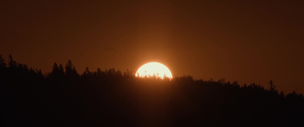 The sun is rising over the forest