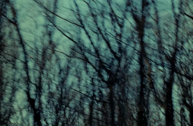 Dry forest against a cloudy sky