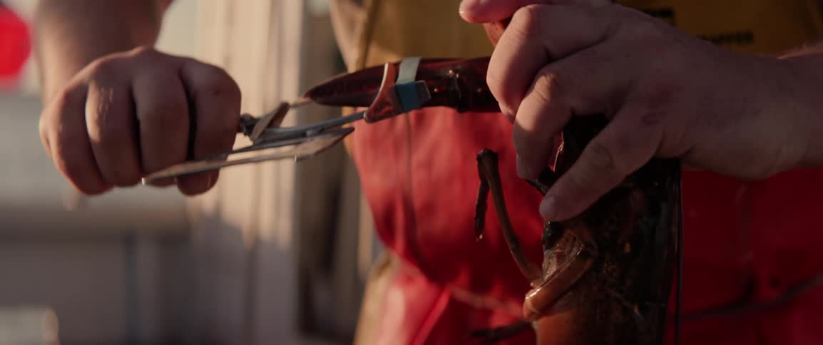 A fisherman banding a lobster claw on the boat