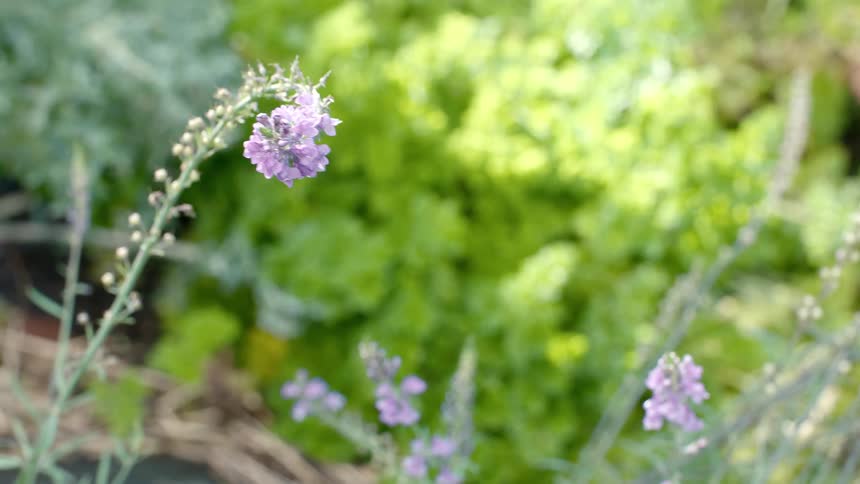 A slender stem with unopened buds and blooming purple flowers gently bobs in the breeze against vibrant green foliage