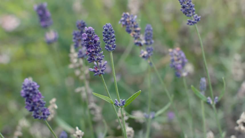 A few purple flowers