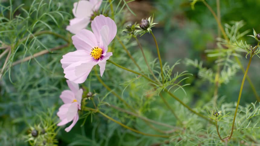 Wind is blowing the flowers