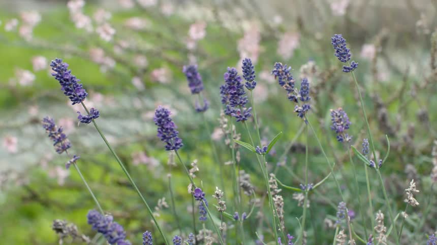 Stems of lavender sway gently in the wind as pink carnations bloom behind them near an outoffocus stream