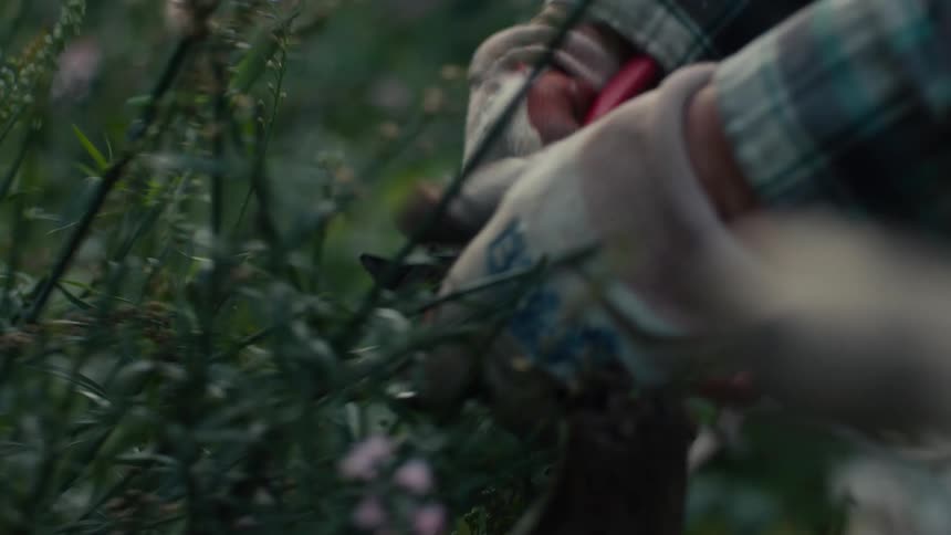 Elderly woman wearing a plaid shirt reaches out among plants and flowers holding a pair of wire cutters