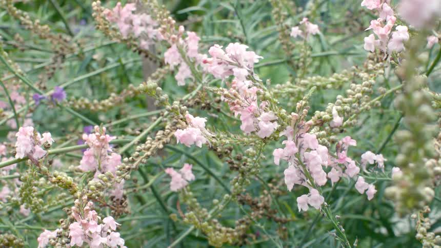 Pale pink blossoms and unopened bulbs bob on slender stems in a gentle breeze set against lush foliage