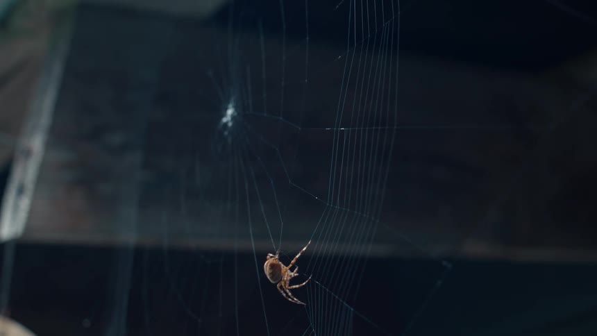 A clip of a spider walking on a web