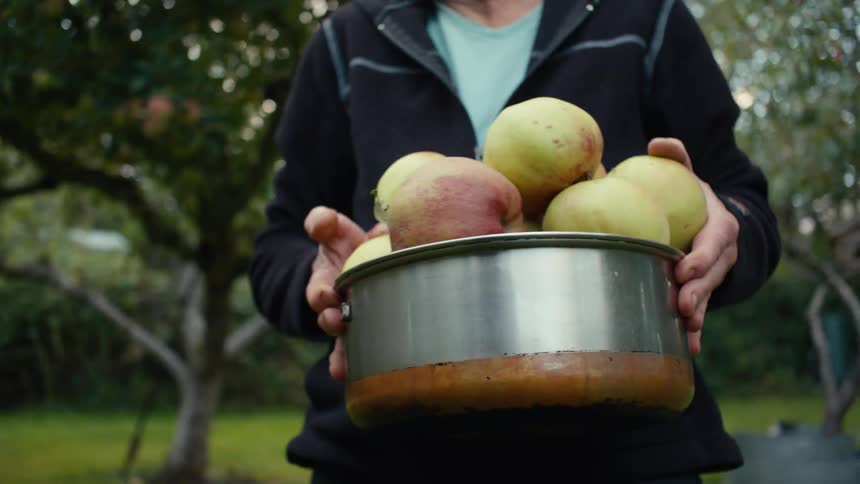 Person picking up and holding a tray with fresh apples