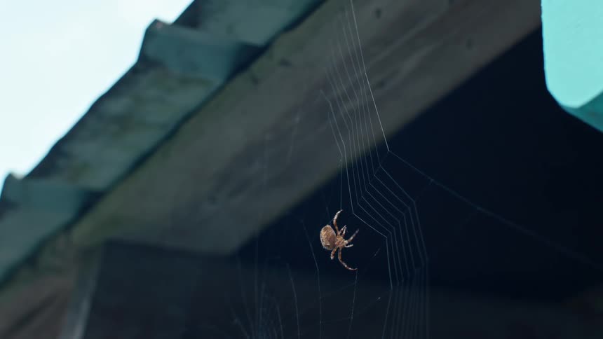 A spider is suspended in the center of its intricate web which is attached to the underside of a wooden roof structure