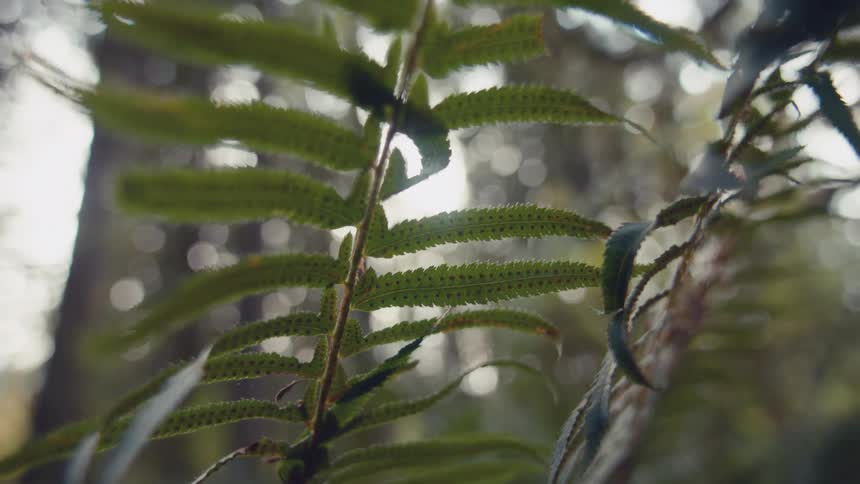 A footage of green leaves