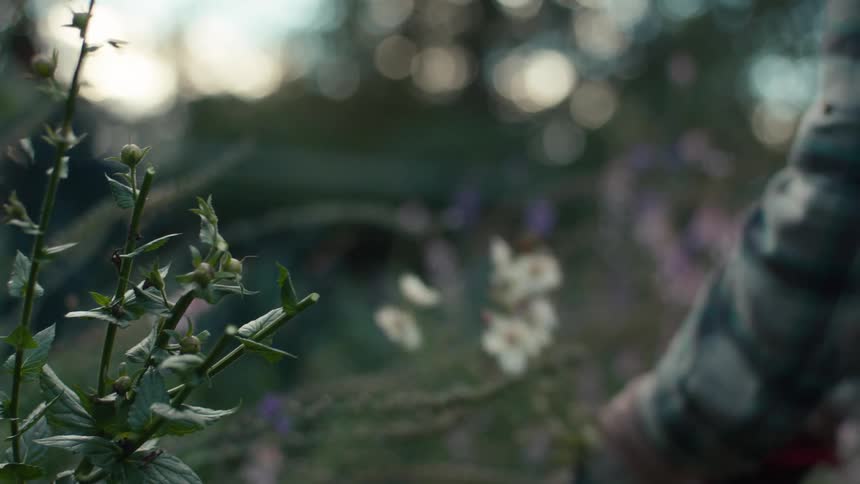 Pair of hands with pliers cutting dry weeds from plants