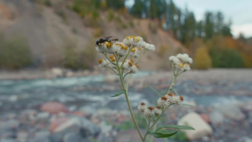 A wasp searches for pollen on a white flower with yellow centers as a dragonfly lands on a nearby bloom set against an autumn hillside and flowing river in the background