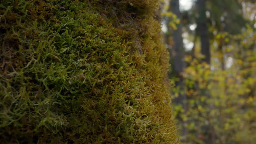 Moss growing on tree trunk in the forest