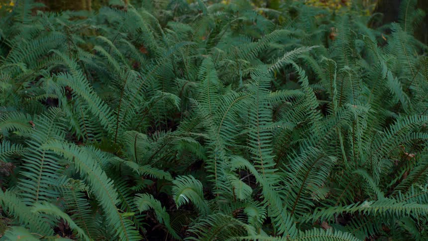 A dense cluster of ferns spans the forest floor creating a lush green tapestry beneath the trees