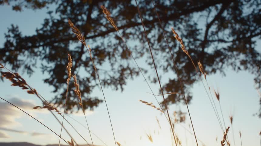 Tall blades of grass wave in the wind reaching up toward a tree silhouette against a bright hazy sky