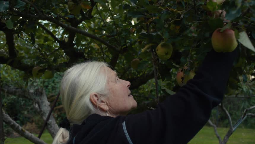 Elderly woman picking fresh apples straight from the tree