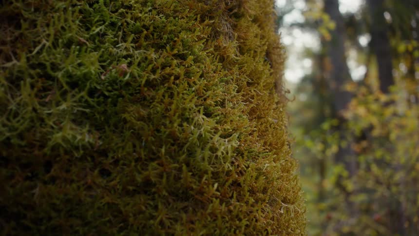Closeup of a mosscovered tree on a cloudy autumn day