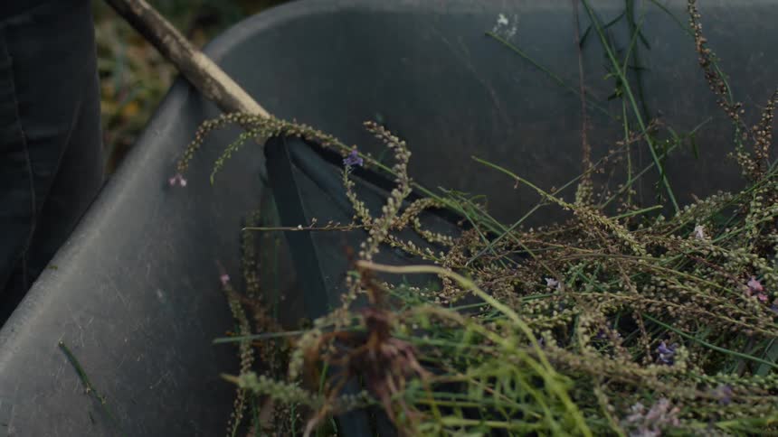 Pair of gloved hands and pliers cutting dry foliage