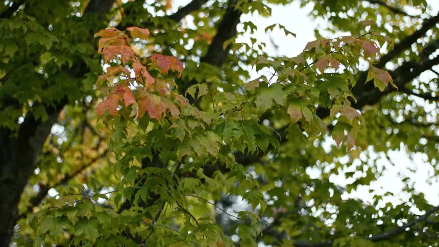 Closeup of tree leaves changing colors on a cloudy autumn day