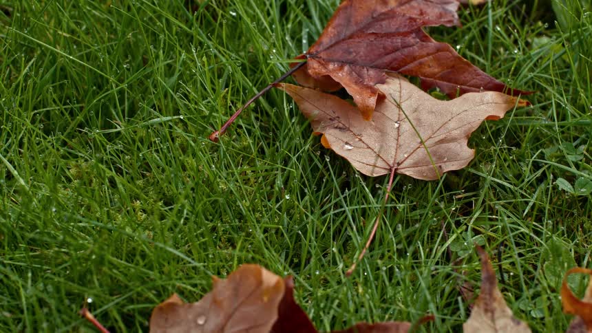A few fallen leaves on the ground