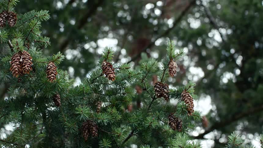 Branches of a pine tree laden with brown cones stand out against the blurred background of the forest