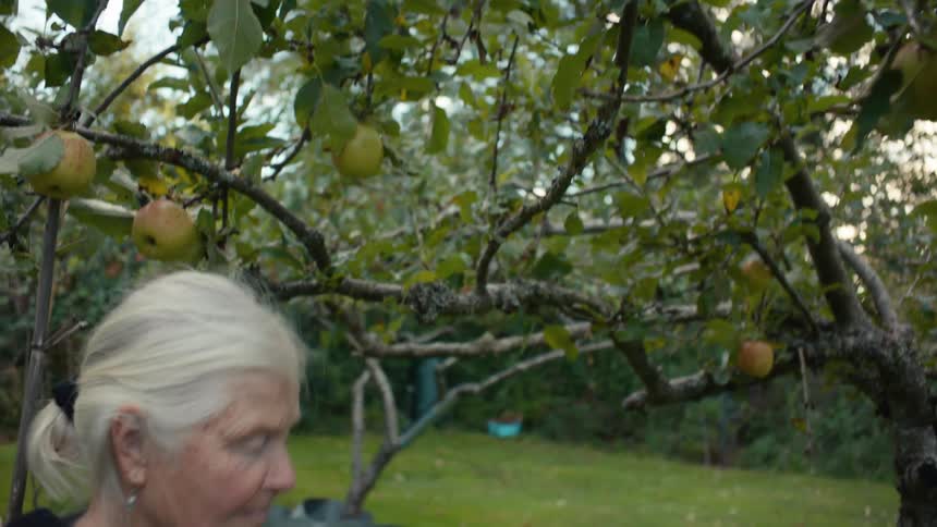 An elderly woman picking up apples from a tree in a grassy yard