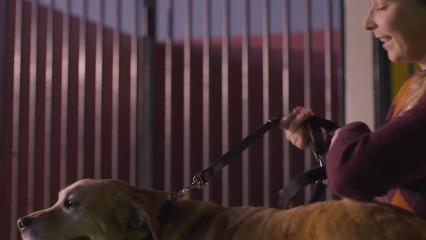A dog walking towards a young blonde woman who is putting him on a leash and petting him and then she gets up and they leave