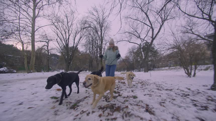 Woman walking in a snowy park with four dogs