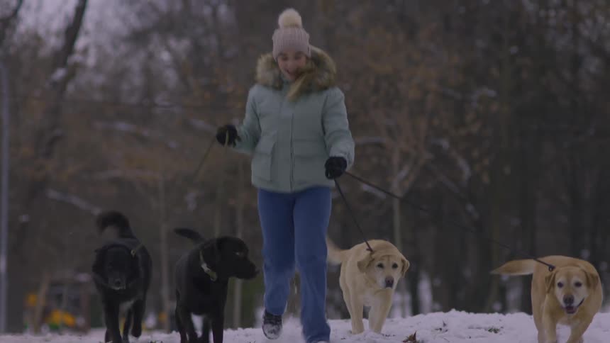 Woman walking four dogs in the snow