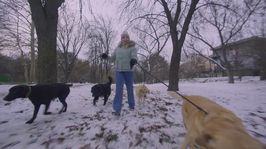 Woman walking four dogs